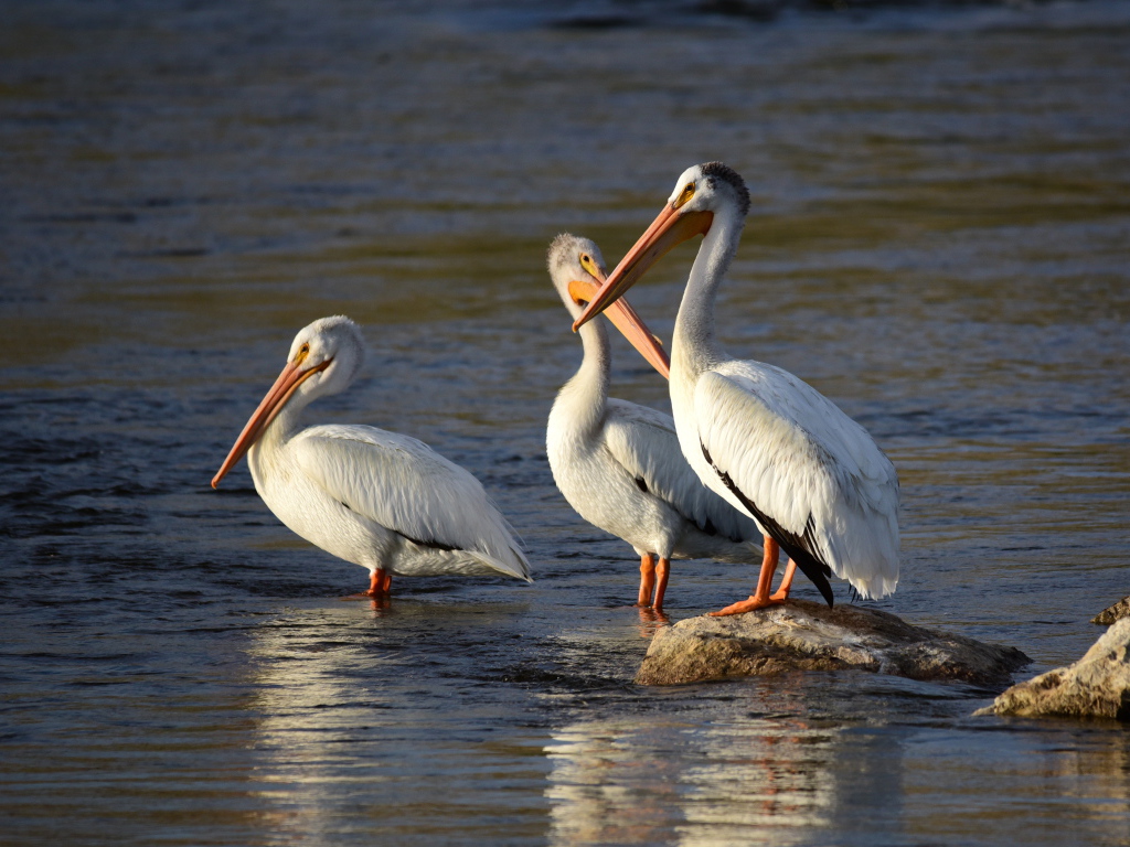 Три больших пеликана в воде 