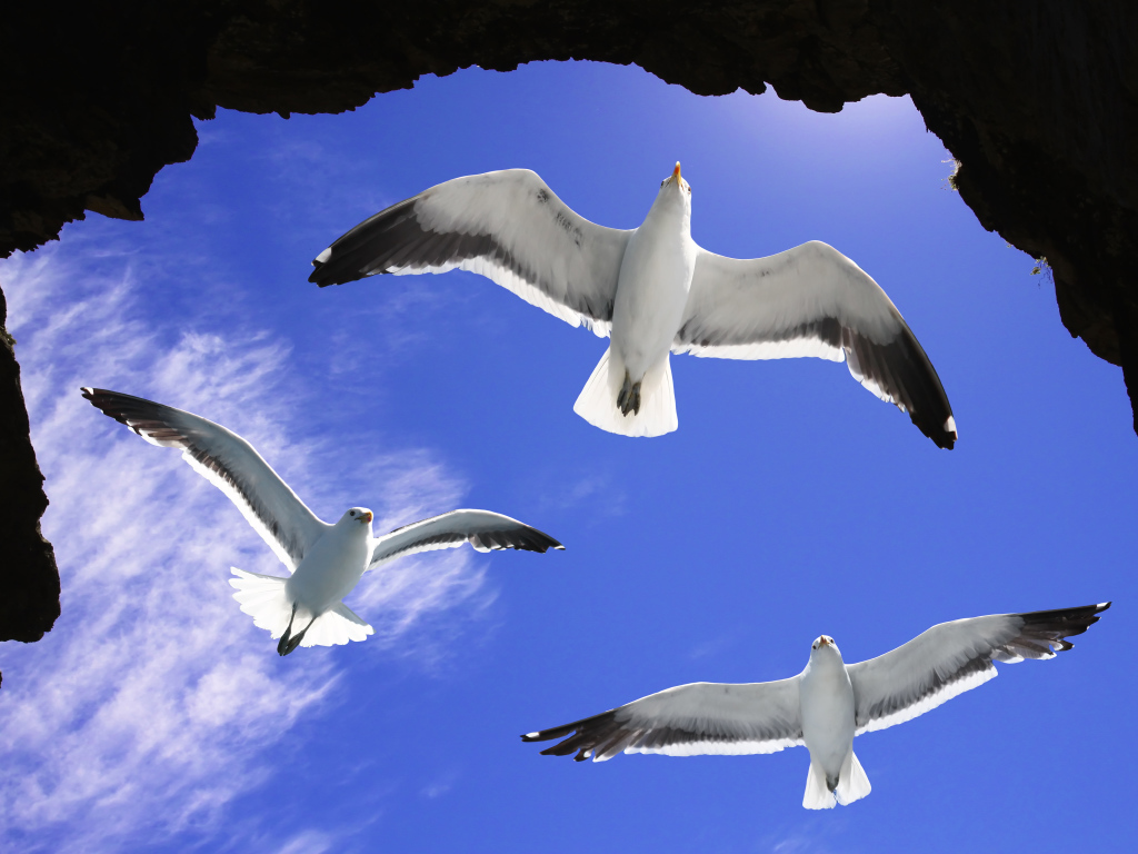 Три белые чайки в голубом небе