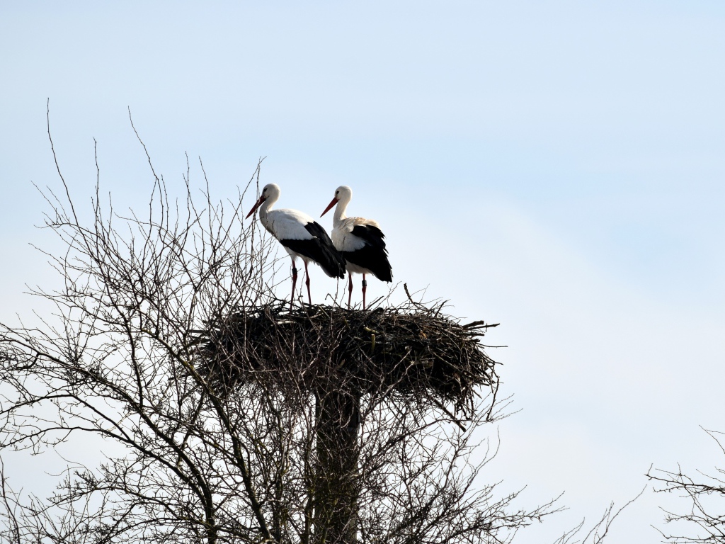 Два аиста в гнезде на дереве на фоне неба 