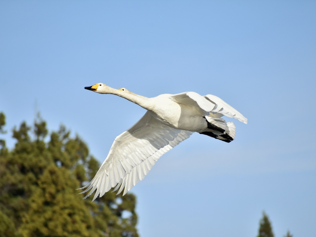 Два белых гуся летят на фоне голубого неба