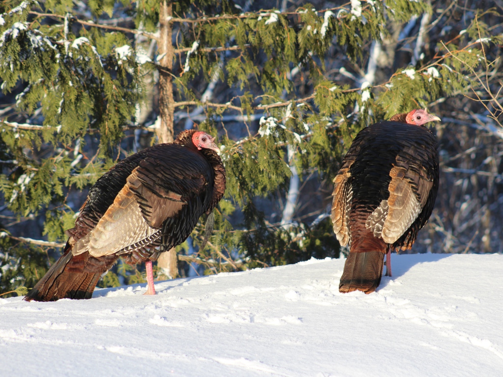 Two wild turkeys in the snow in the forest