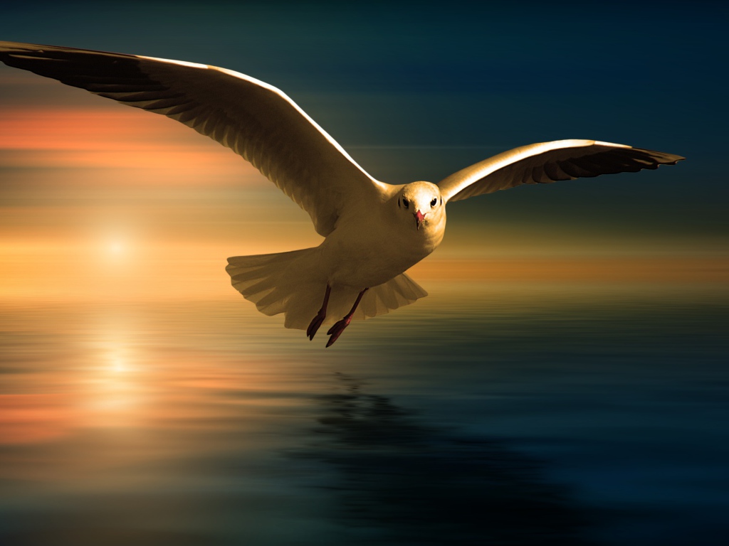 Белая чайка летит над водой на фоне заката