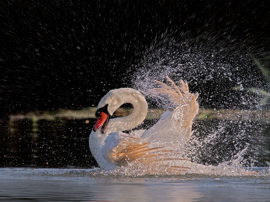 Белый лебедь бьет крыльями в воде 