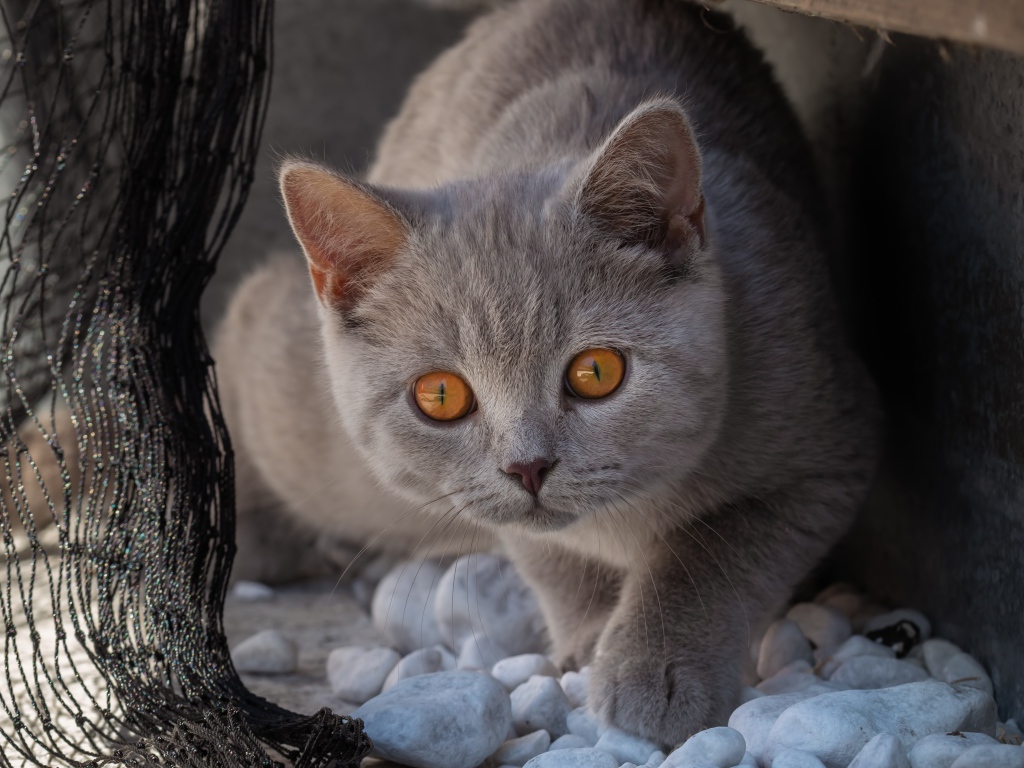 Красивый серый кот с желтыми глазами идет по камням