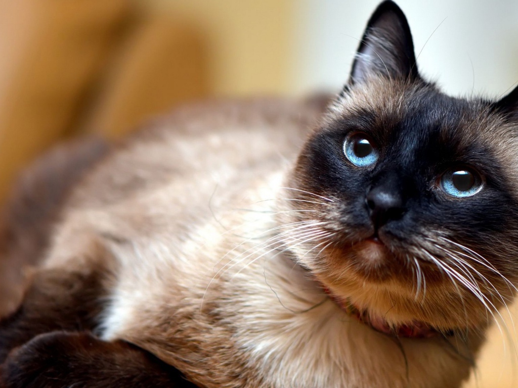 Красивый сиамский голубоглазый кот с ошейником