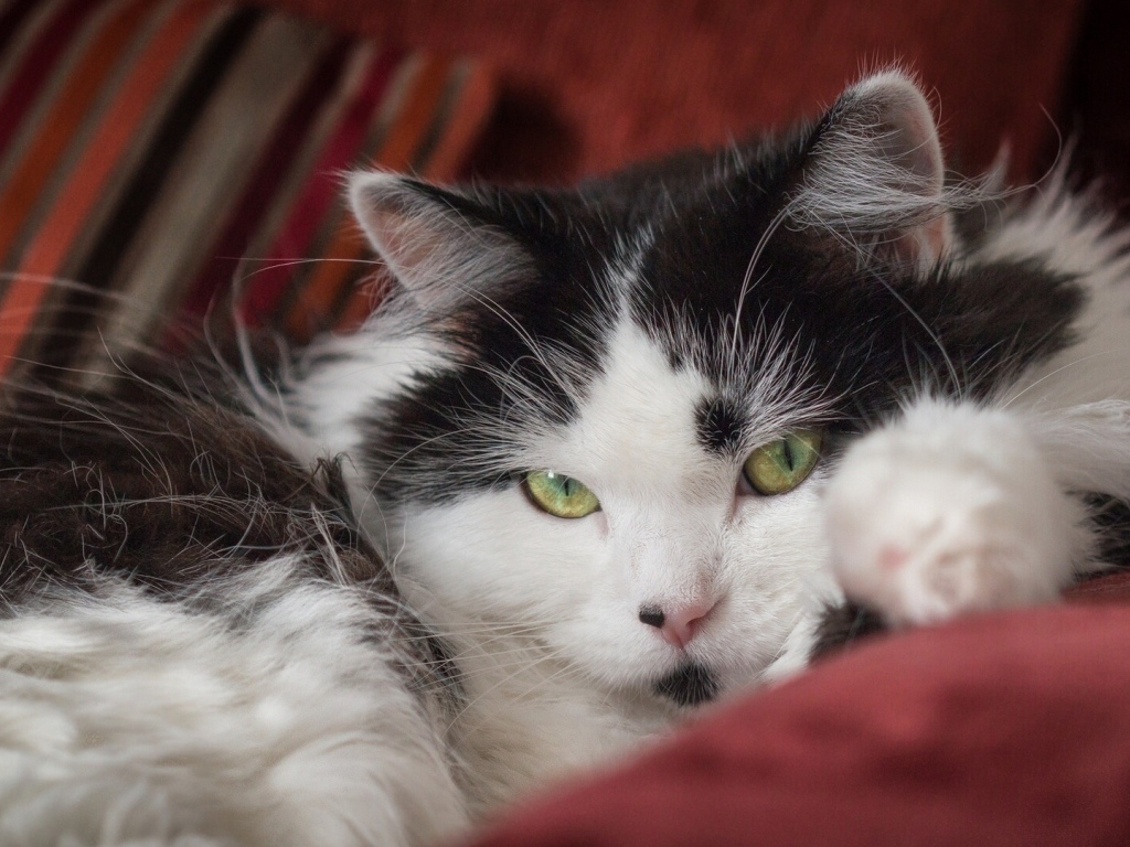 Красивый пушистый черно белый кот лежит на диване