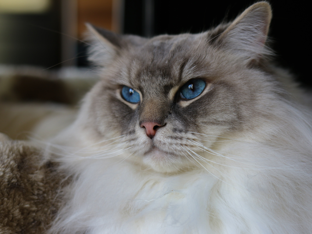 Красивая пушистая породистая кошка с голубыми глазами