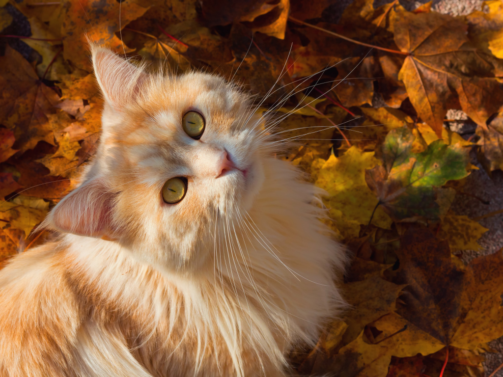 Красивый рыжий кот сидит на желтой опавшей листве