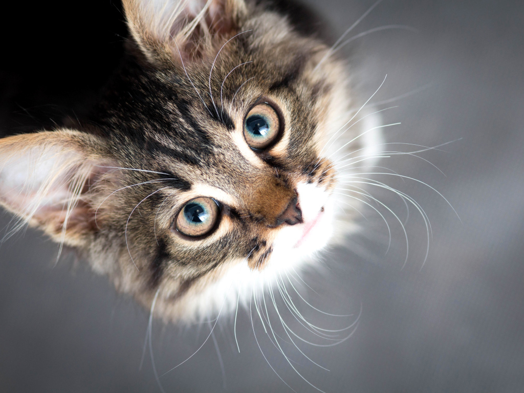 Красивый серый кот смотрит вверх 