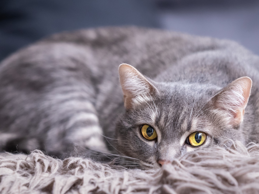 Красивый серый кот лежит на покрывале 