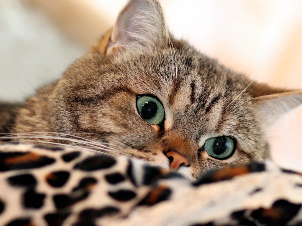 Красивый серый породистый  кот с зелеными глазами лежит на кровати