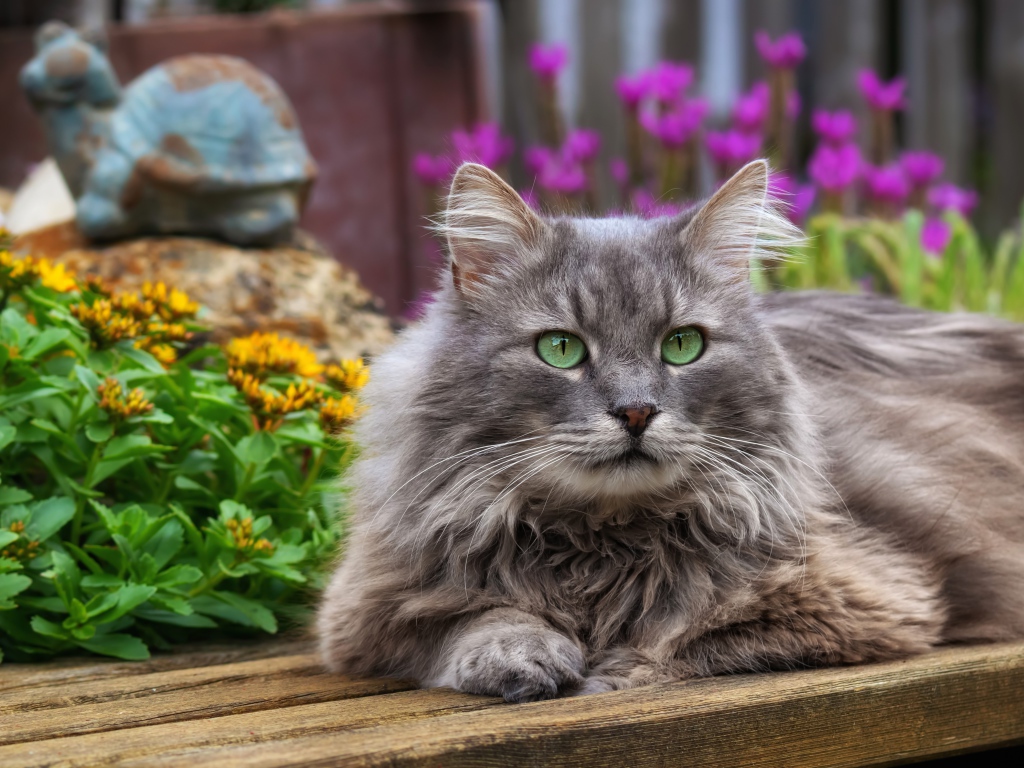 Красивый зеленоглазый кот лежит на деревянной лавке