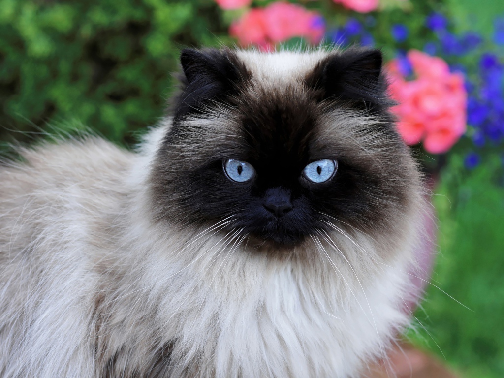 Красивая породистая сиамская кошка с голубыми глазами