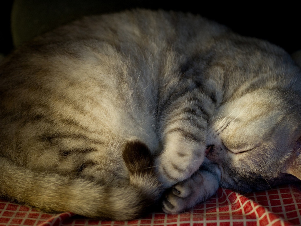 Красивый породистый серый кот спит на покрывале