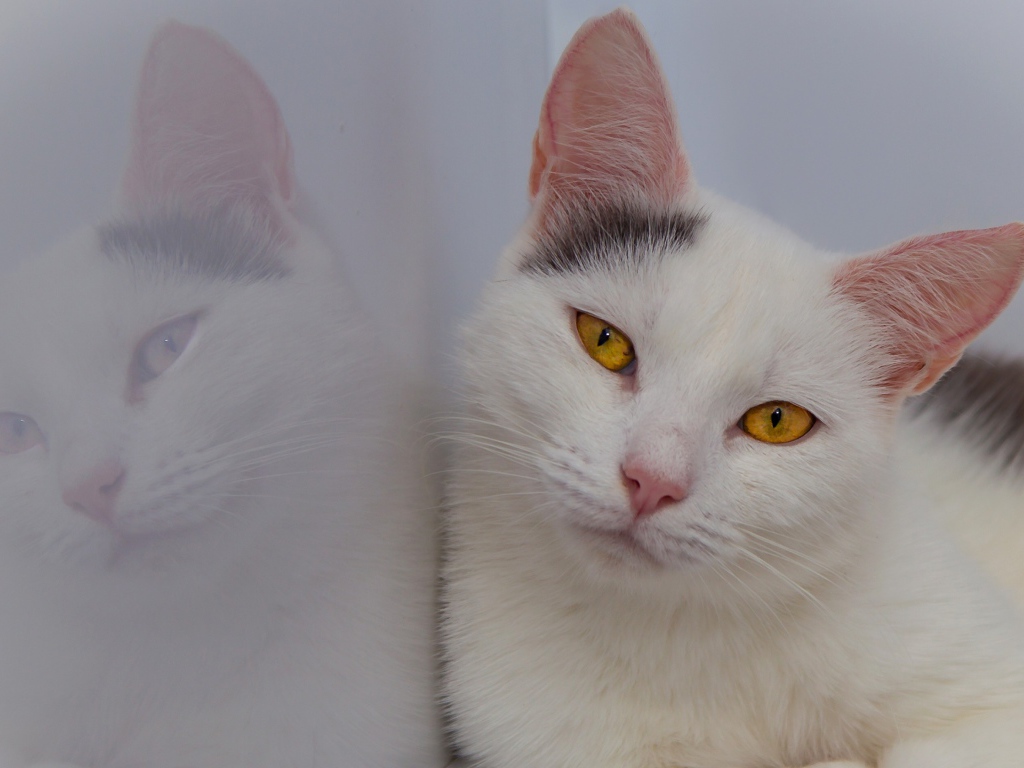 Красивый белый кот с желтыми глазами отражается в стене 