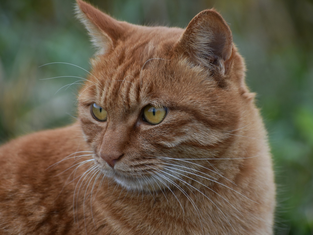 Большой рыжий кот с желтыми глазами смотрит 
