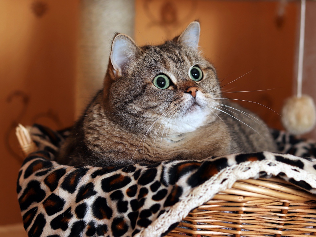 Большой породистый серый кот лежит в корзине