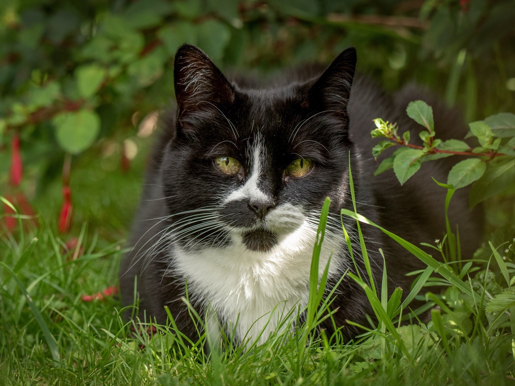 Black with white cat sits in green grass.