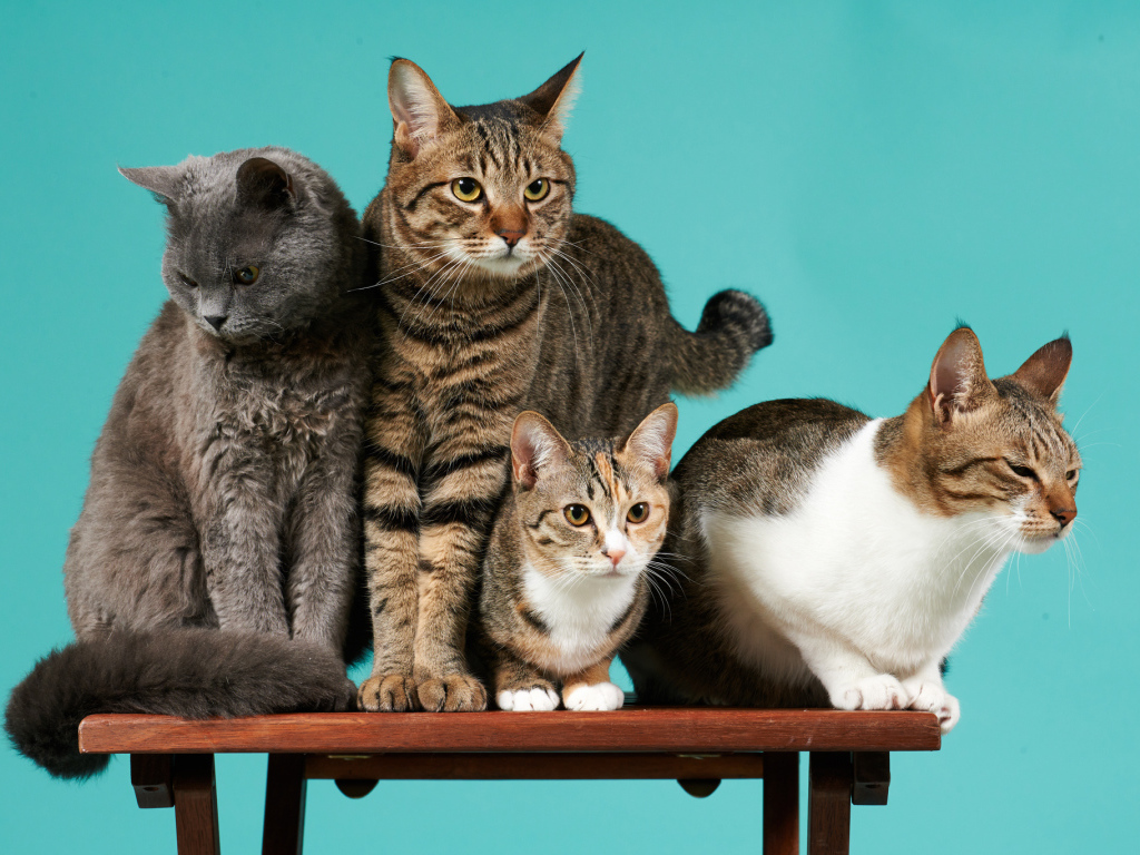 Коты сидят на деревянной лавке на голубом фоне