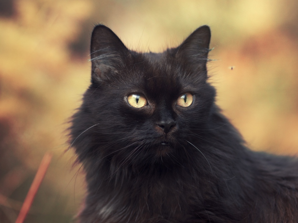 Пушистый красивый черный кот крупным планом