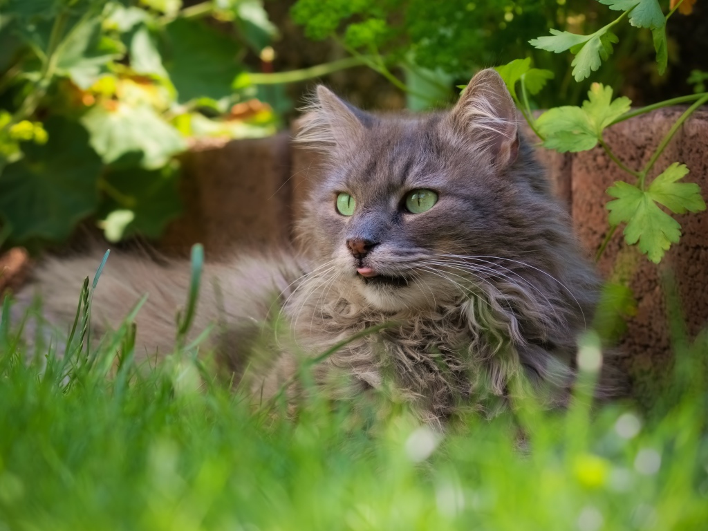Пушистый серый кот сидит в зеленой траве