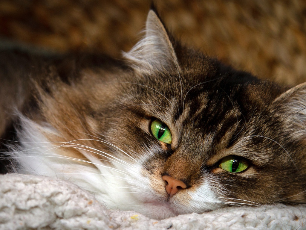 Пушистая серая кошка с красивыми зелеными глазами