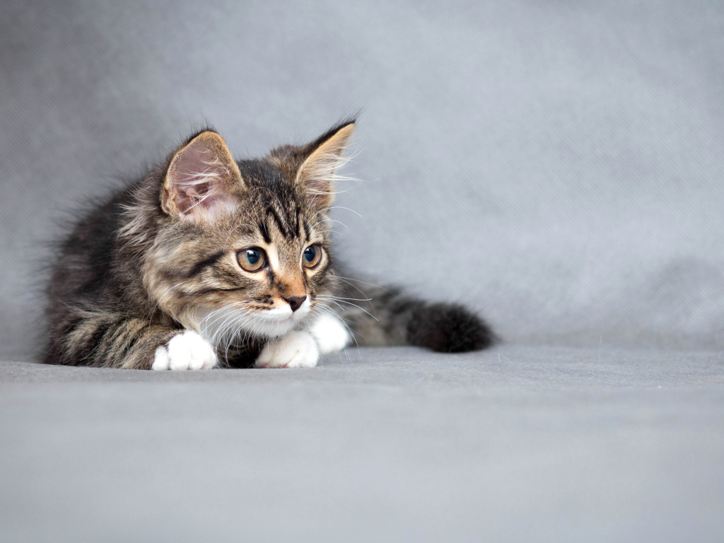 Пушистый серый котенок на сером фоне