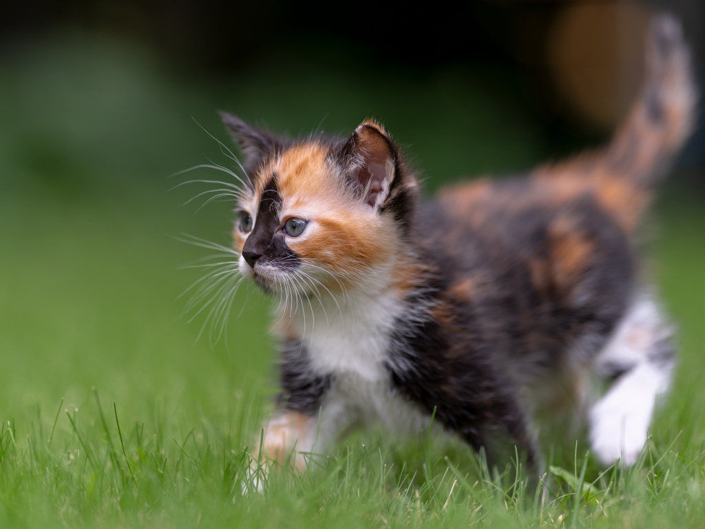 Funny tricolor kitten walks on green grass