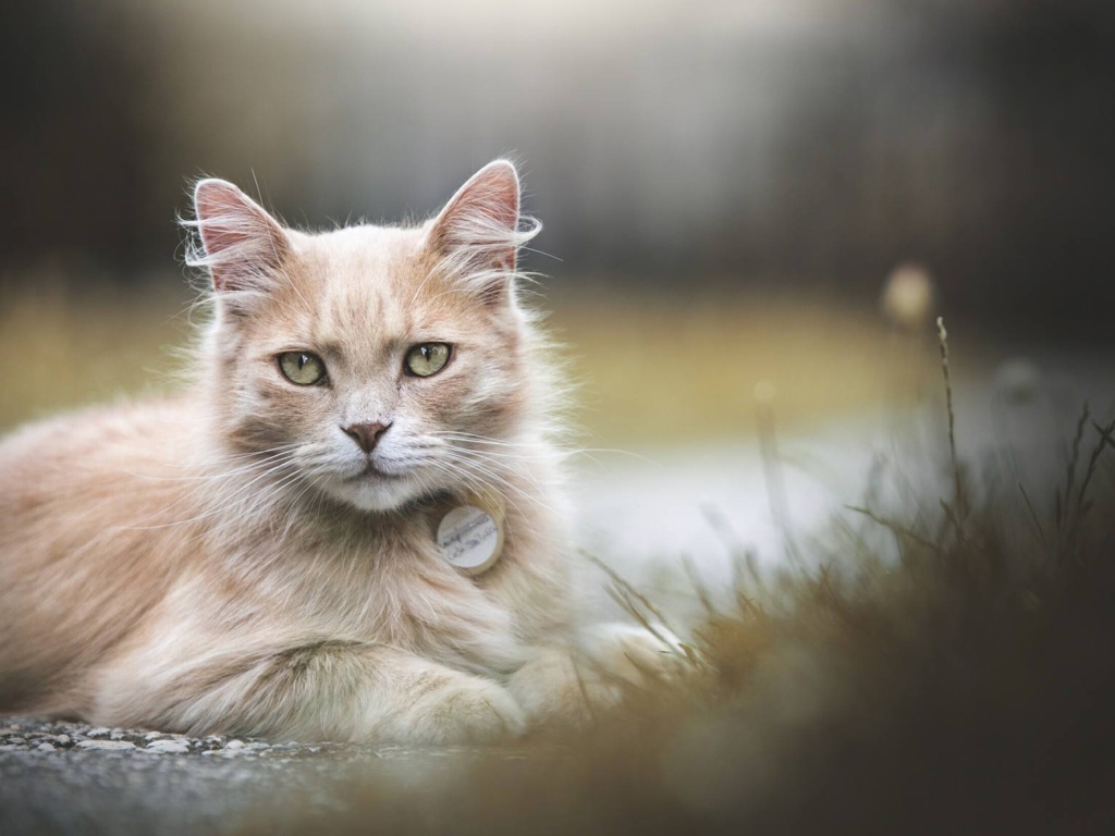 Рыжий зеленоглазый кот лежит на земле 