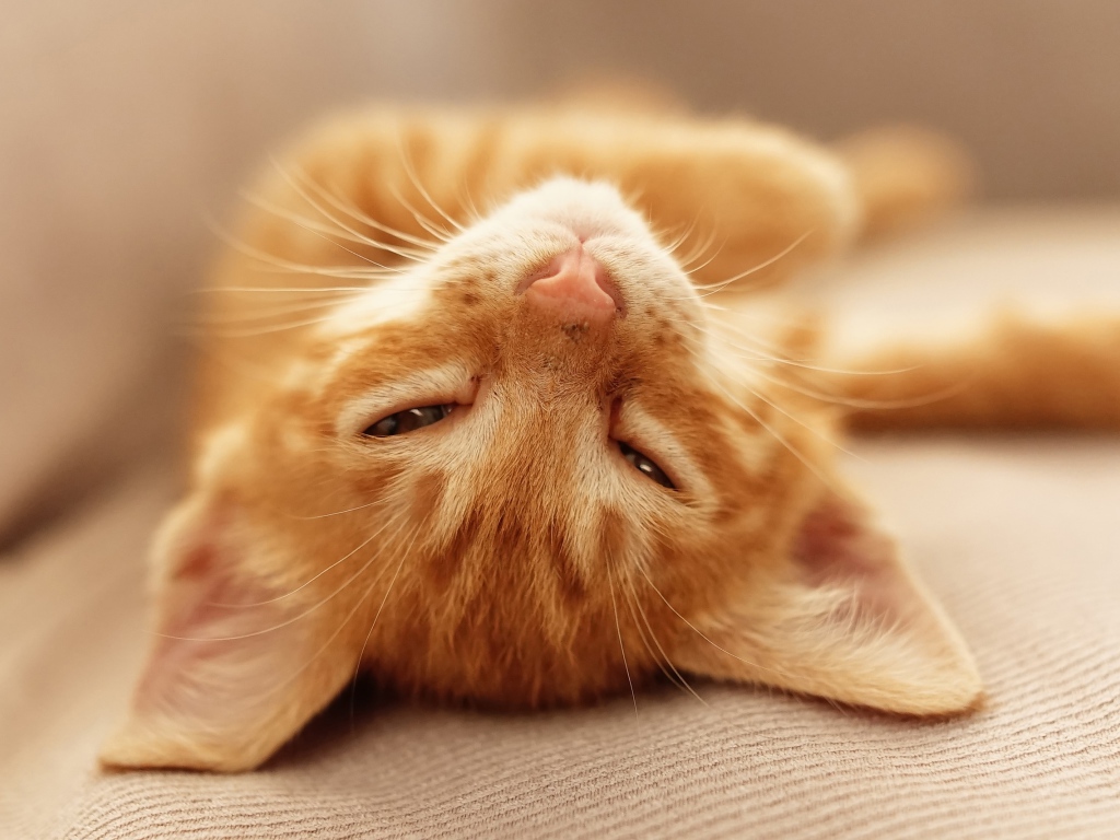 Рыжий котенок дремлет на кровати