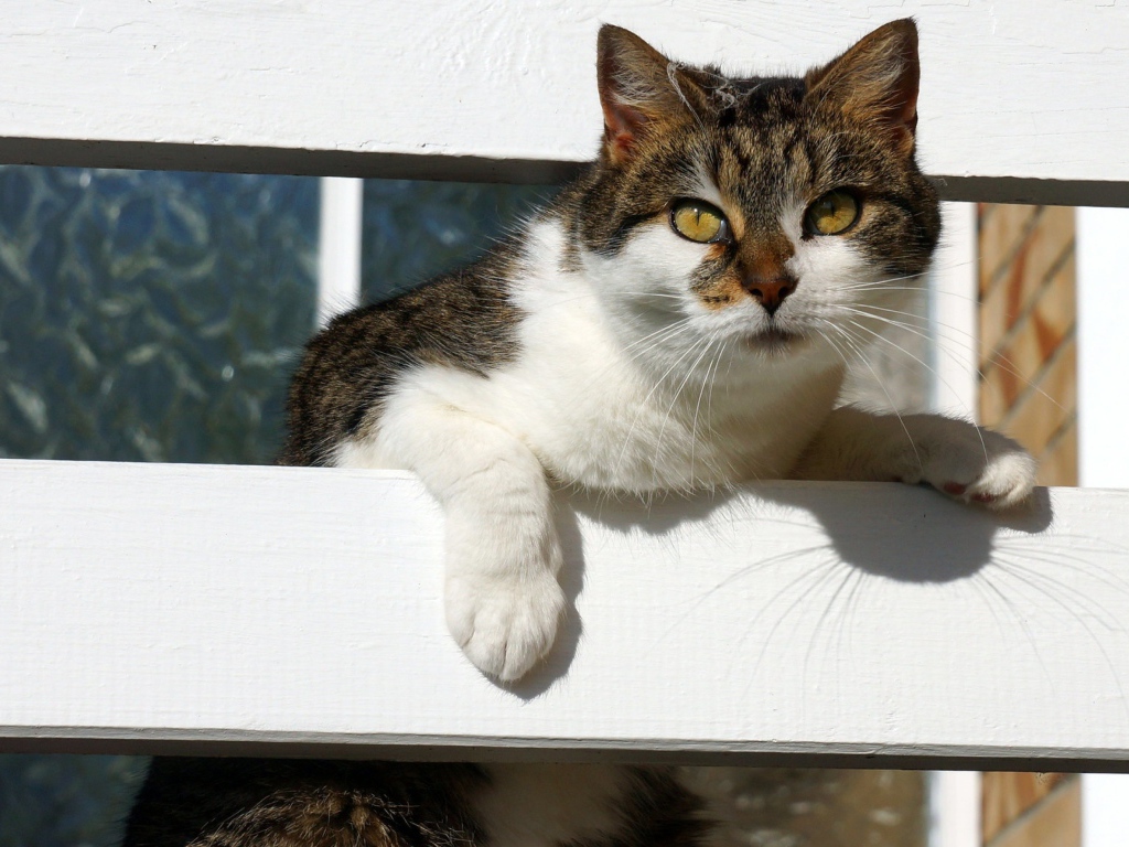 Серая с белым кошка у забора