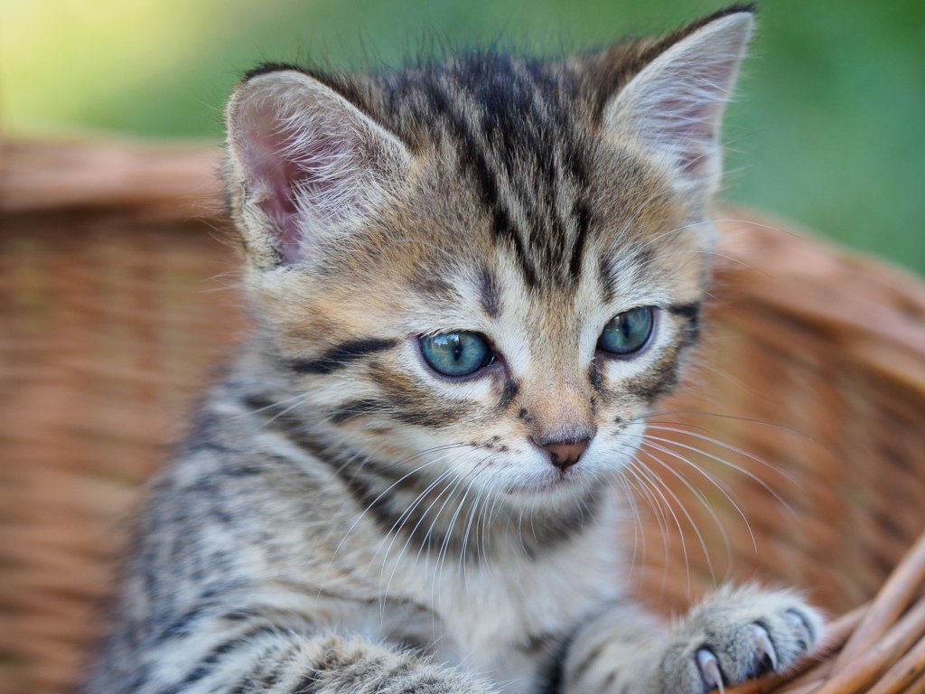 Серый голубоглазый котенок сидит в корзине