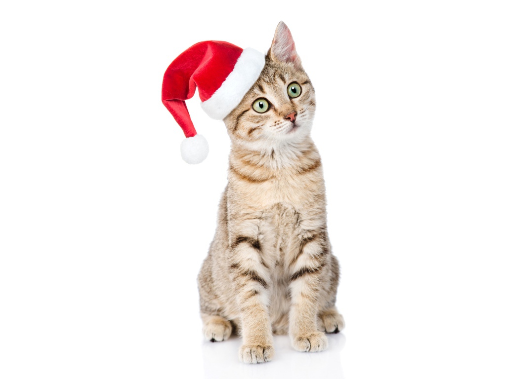 Серый кот в колпаке Санта Клауса на белом фоне