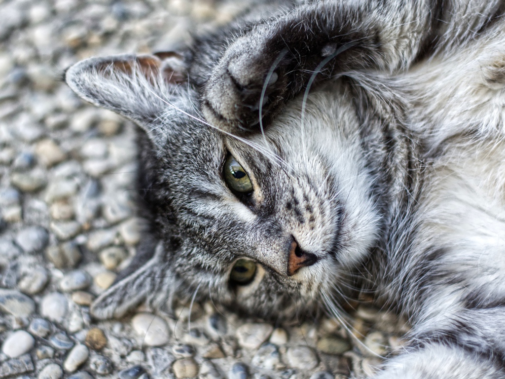 Серый кот лежит на асфальте лапами вверх