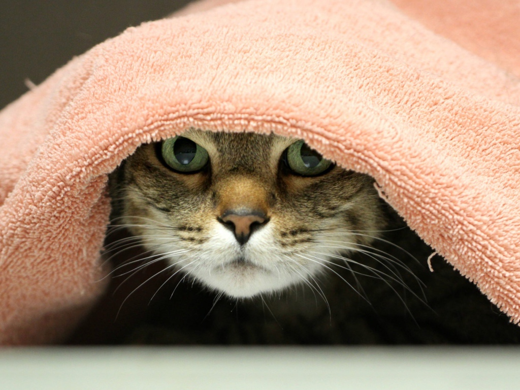 Серый кот лежит под розовым полотенцем