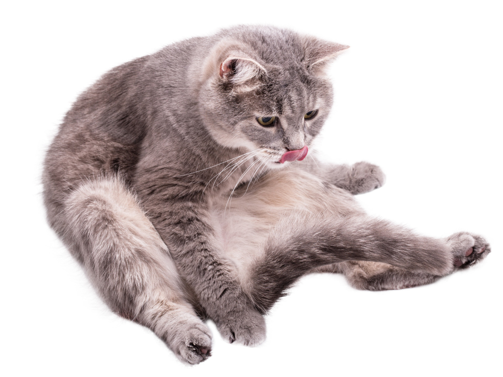 Серый породистый на белом фоне