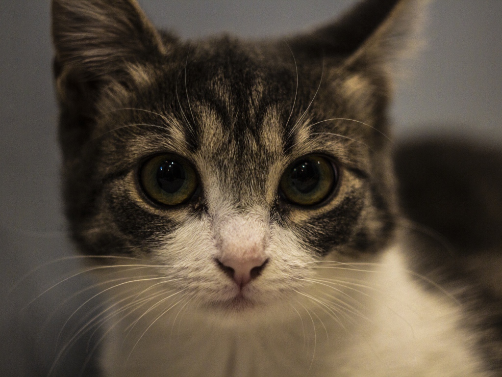 Домашний серый с белым котенок крупным планом