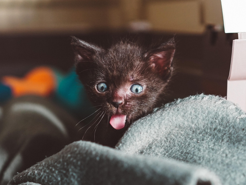 Маленький черный котенок с высунутым языком на кровати