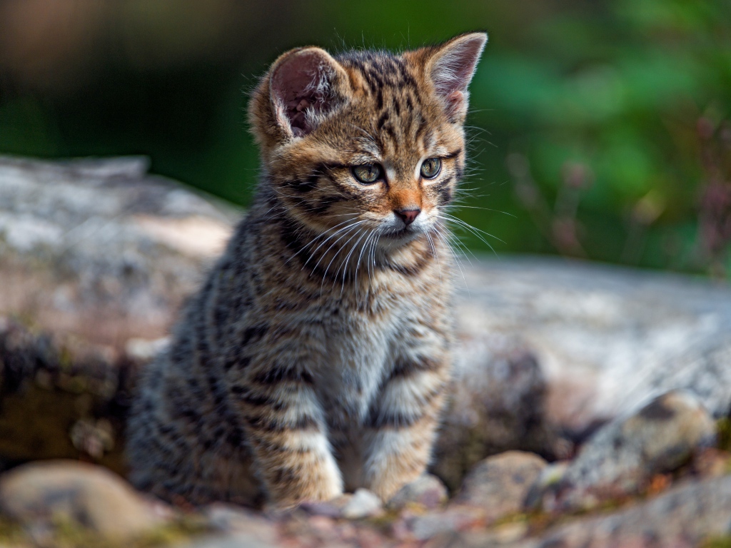 Маленький любопытный серый котенок на сухом дереве
