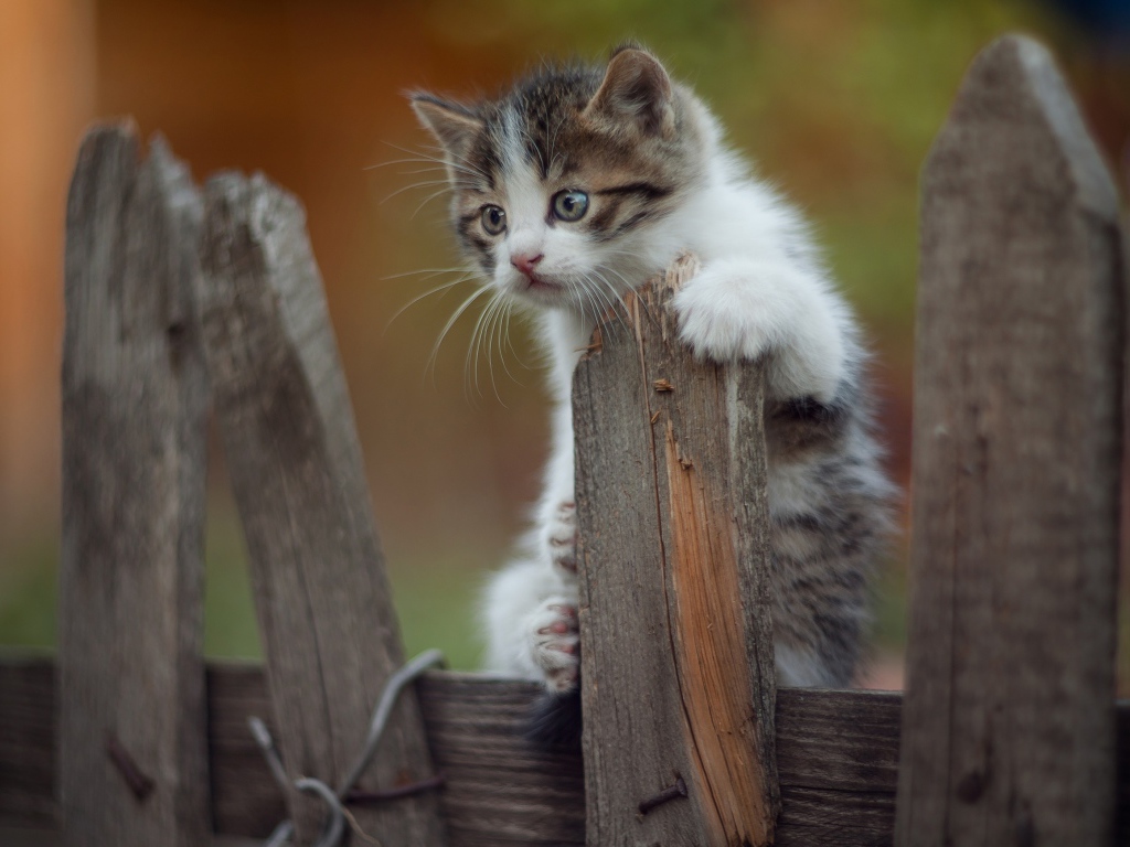 Маленький  забавный котенок на заборе 