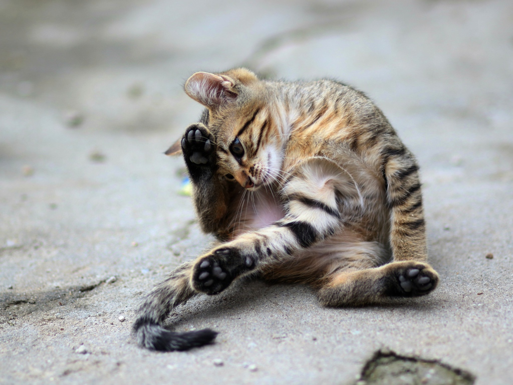 Маленький серый котенок играет на асфальте