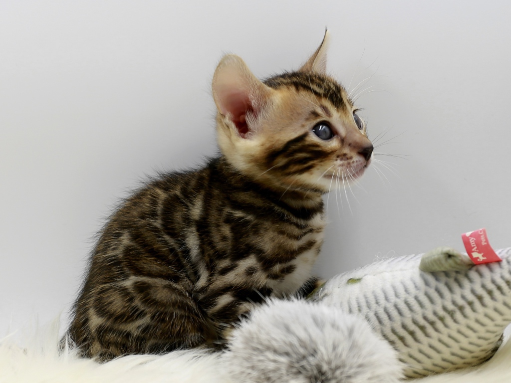 Маленький серый котенок играет с игрушкой 