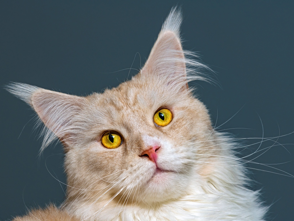 Морда рыжего кота породы мейн кун 