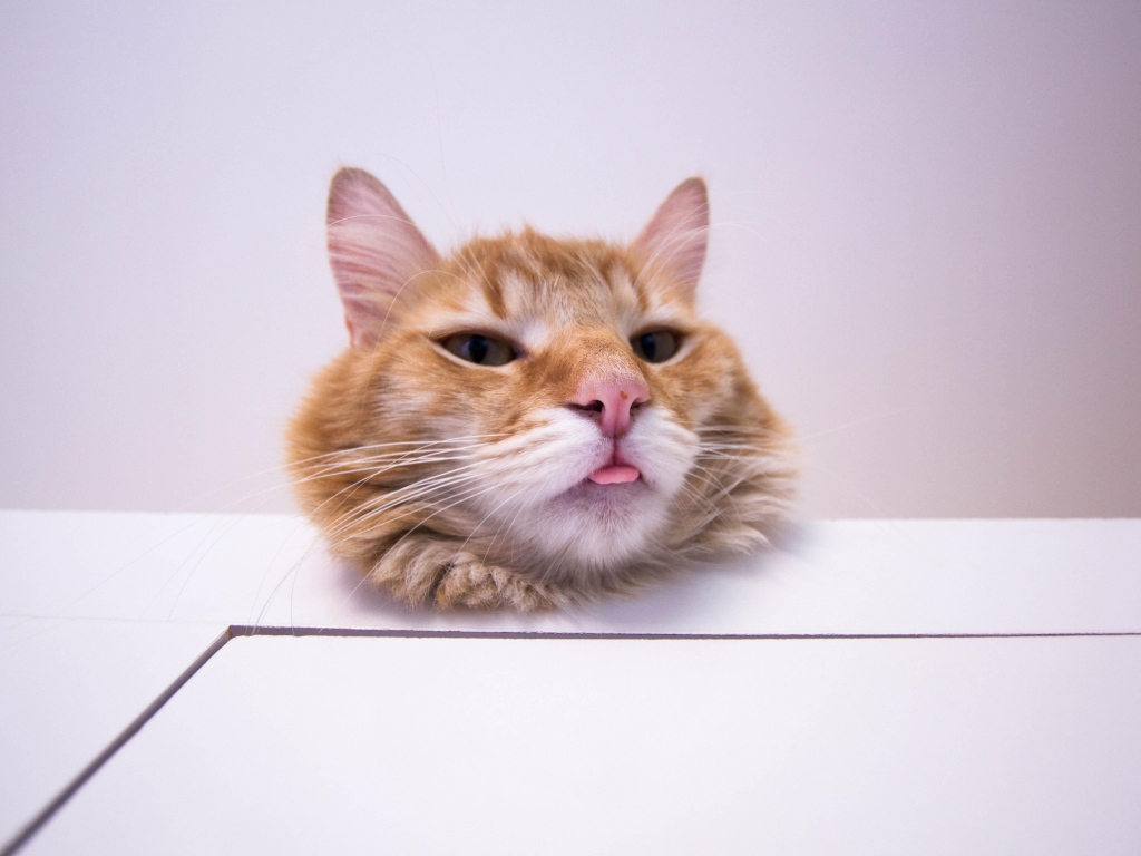 Морда довольного рыжего кота на белом столе