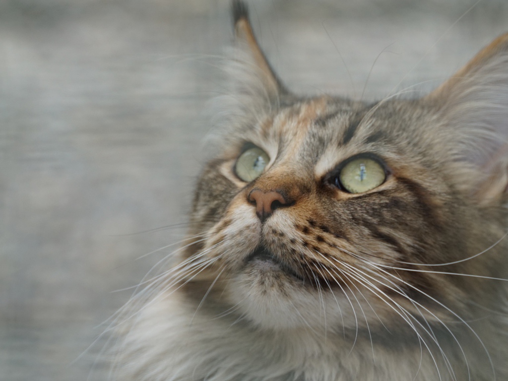 Морда красивого серого кота породы мейн кун