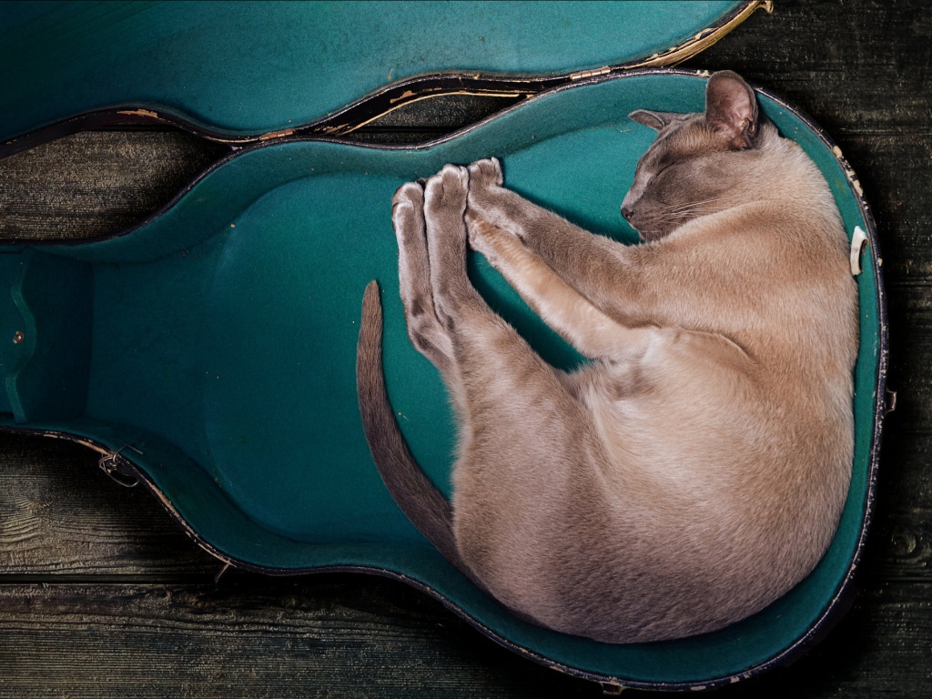 Породистый кот спит в футляре для гитары