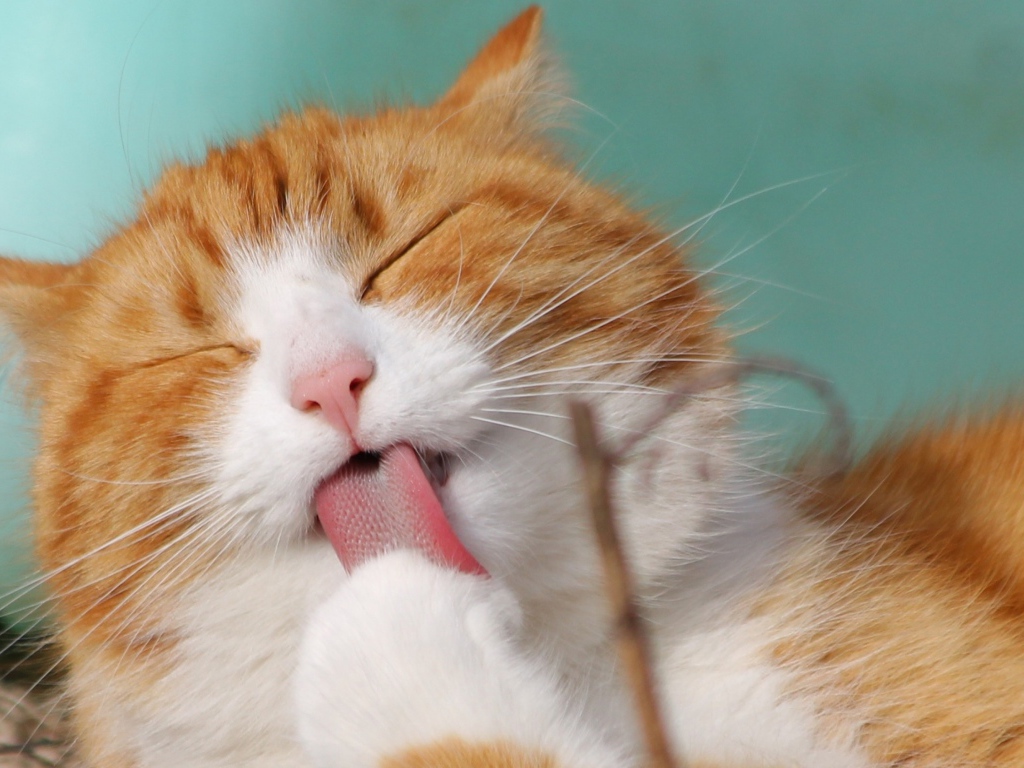 Рыжий с белым кот облизывает лапу