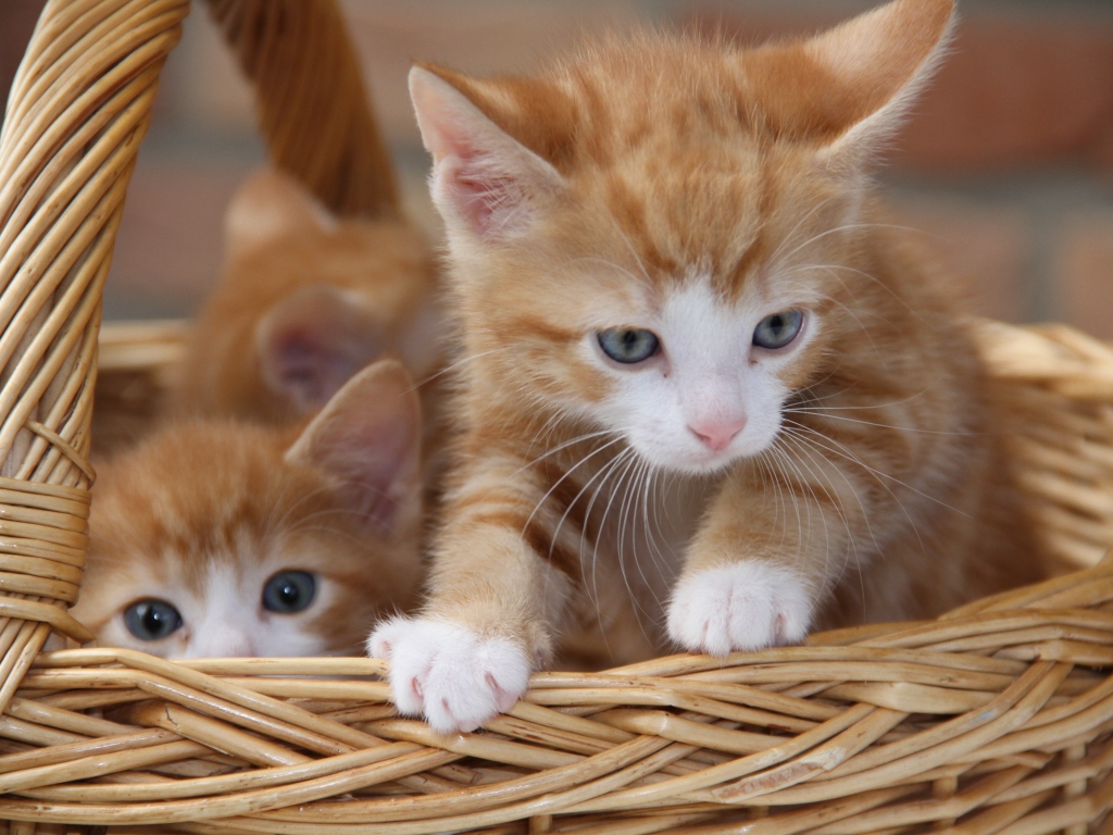 Рыжие милые котята сидят в плетеной корзине 