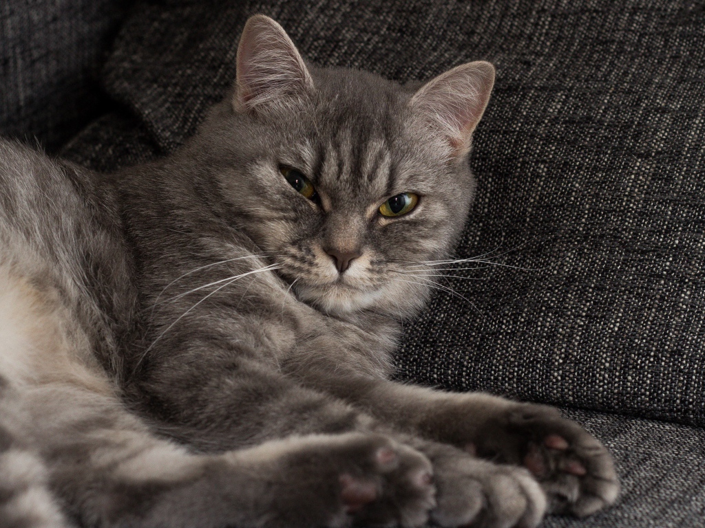 Серьезный серый кот лежит на диване 
