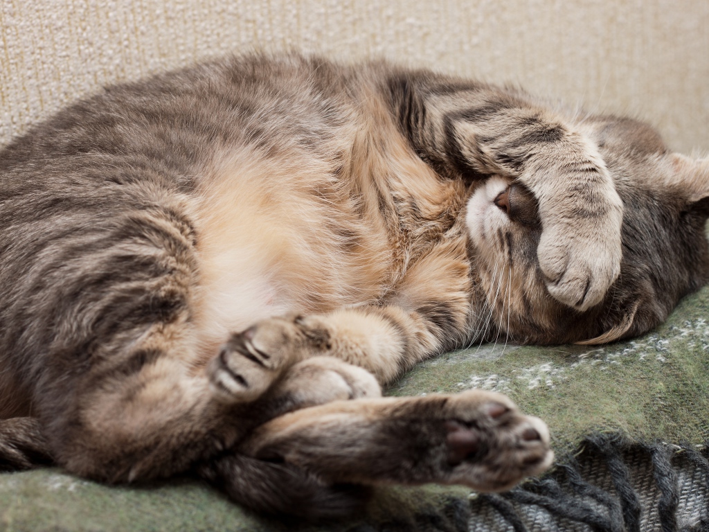 Спящий кот закрыл морду лапой 